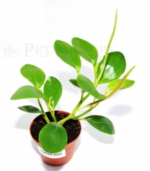 Peperomia spec. PANAMA SANTA FE